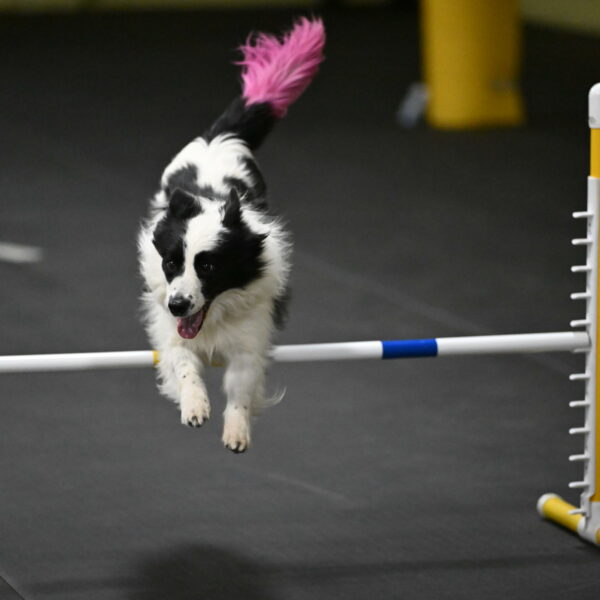 Hoopla-Solinger-02232