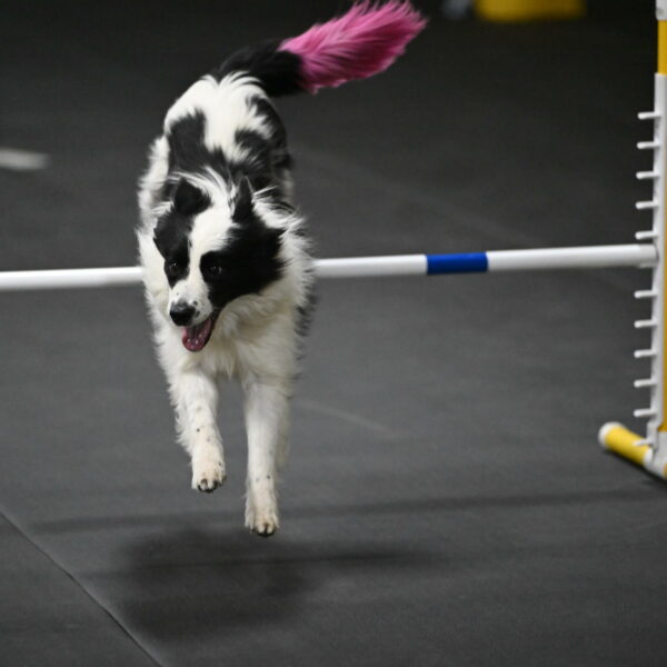 Hoopla-Solinger-02233