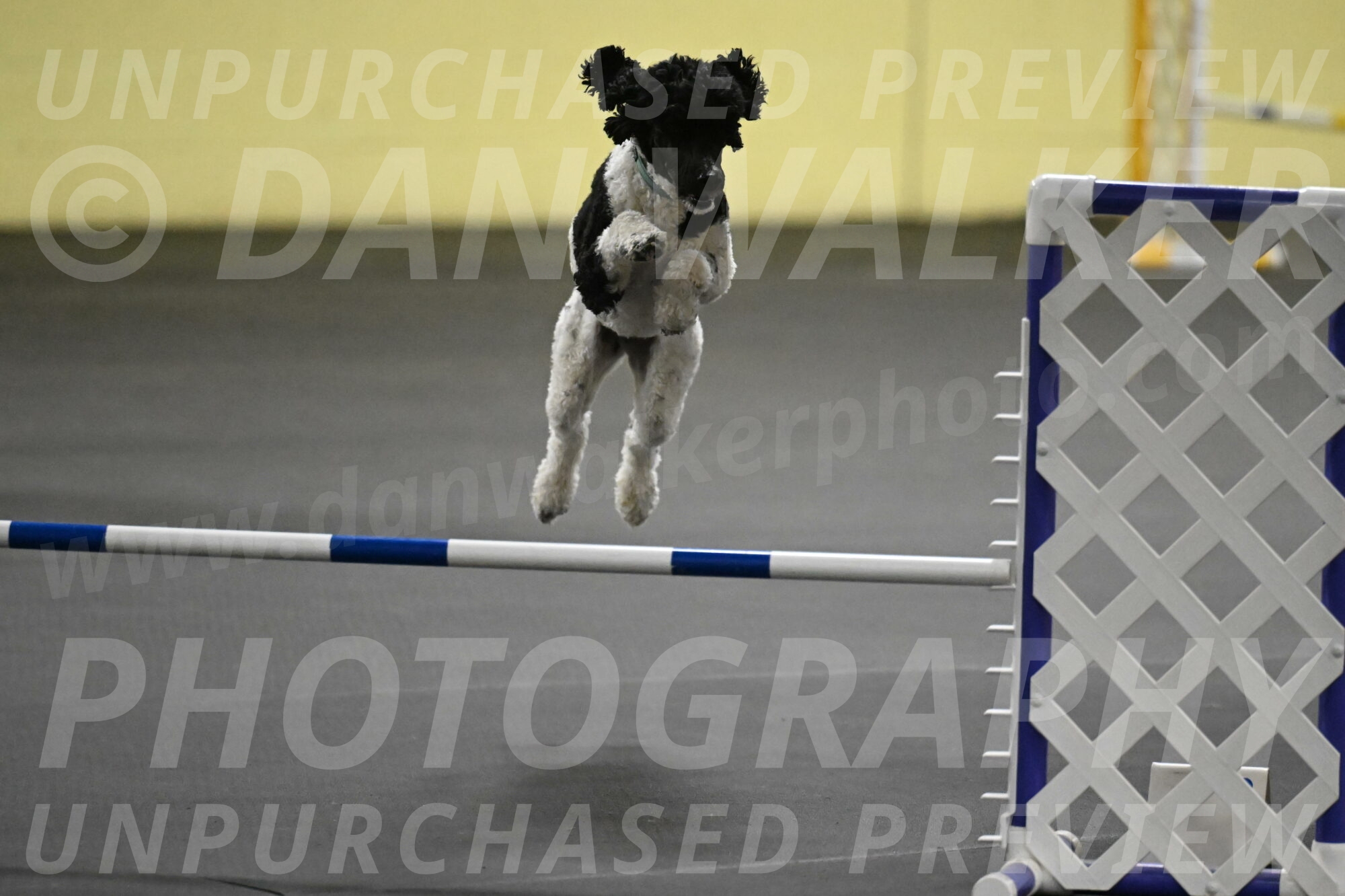 Jessie-DeBroux-10541