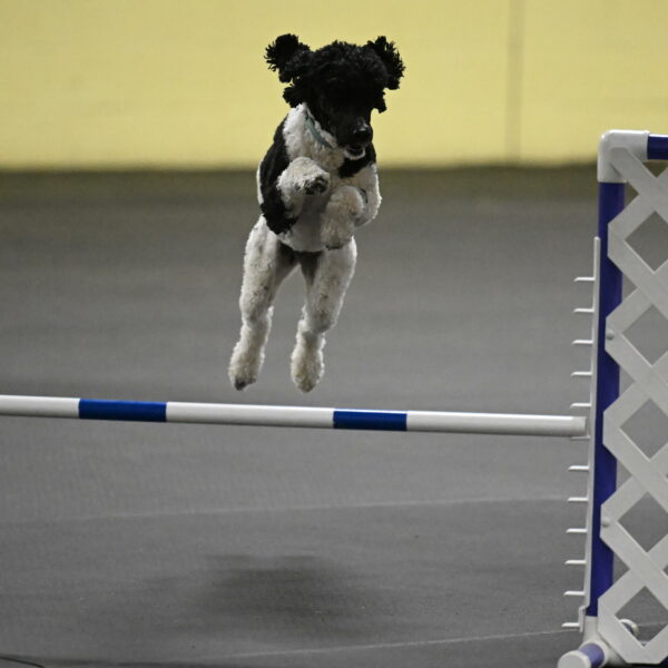 Jessie-DeBroux-10541