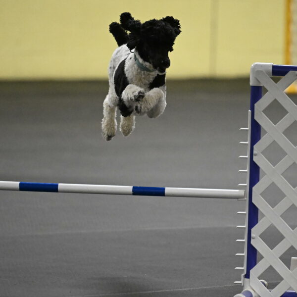 Jessie-DeBroux-10543