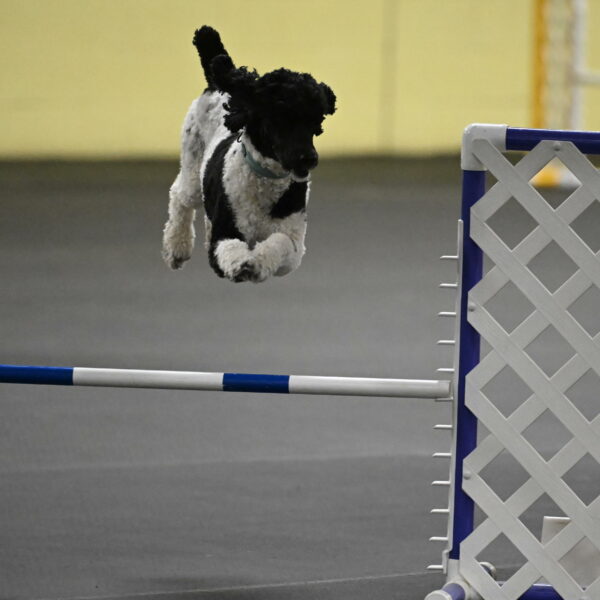 Jessie-DeBroux-10544