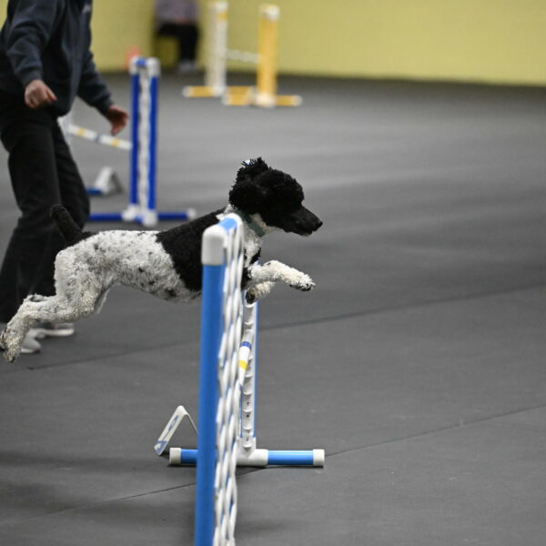 Jessie-DeBroux-10547