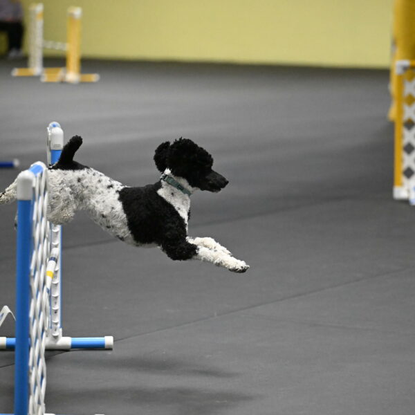 Jessie-DeBroux-10549