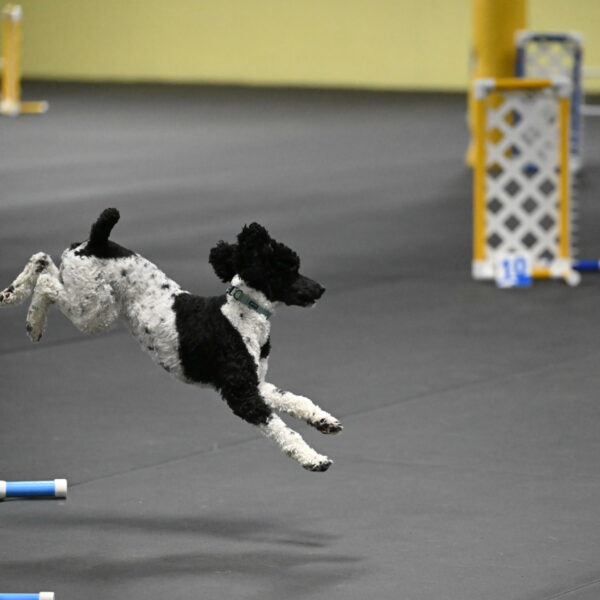 Jessie-DeBroux-10550