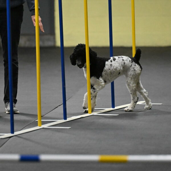 Jessie-DeBroux-10559