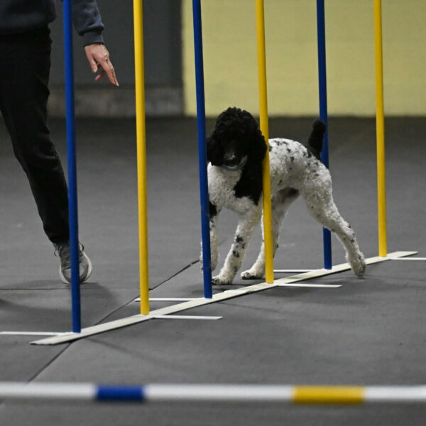 Jessie-DeBroux-10563