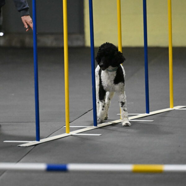 Jessie-DeBroux-10566