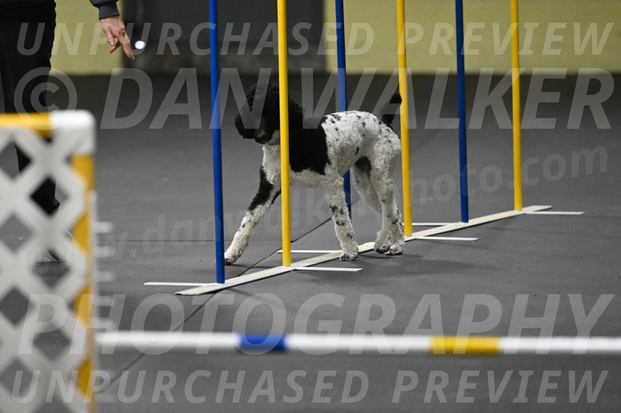 Jessie-DeBroux-10573