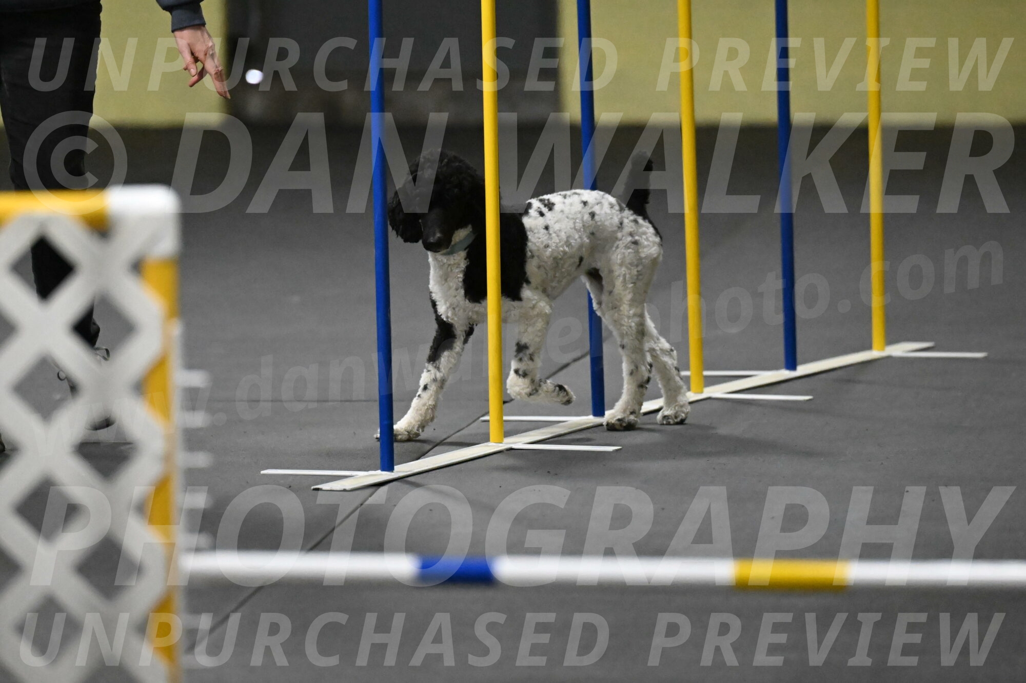 Jessie-DeBroux-10574