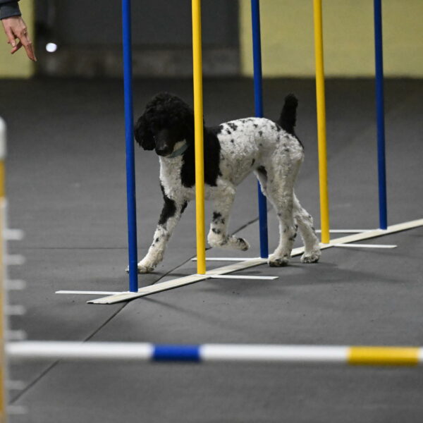 Jessie-DeBroux-10574