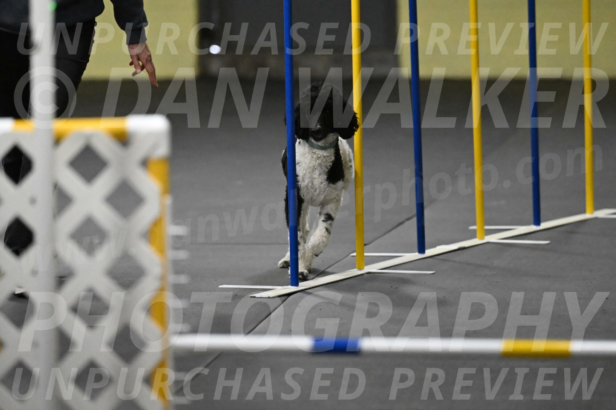 Jessie-DeBroux-10578