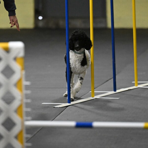 Jessie-DeBroux-10578