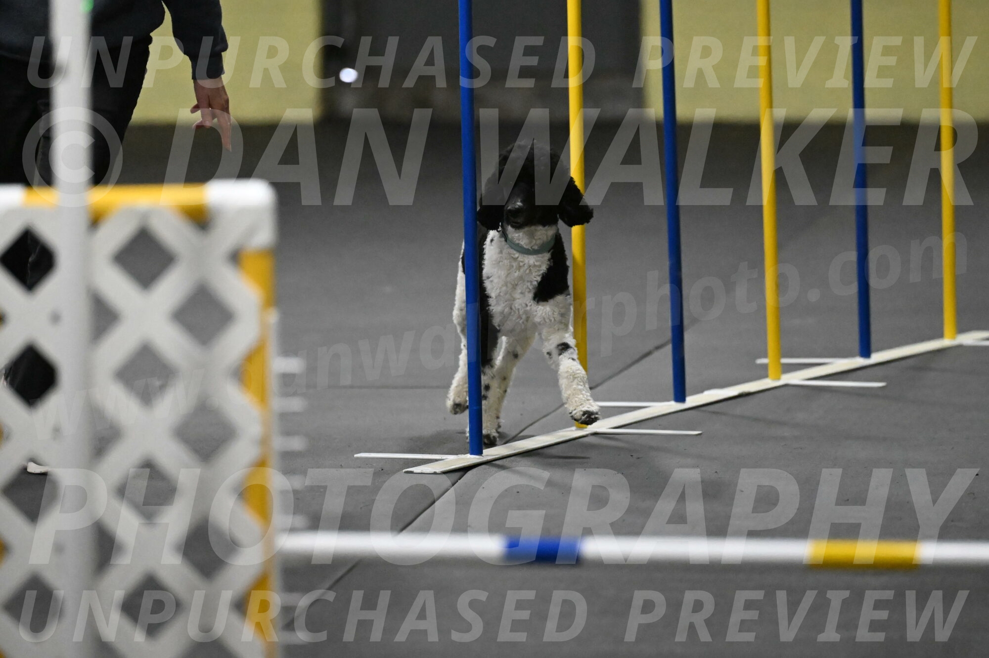 Jessie-DeBroux-10579