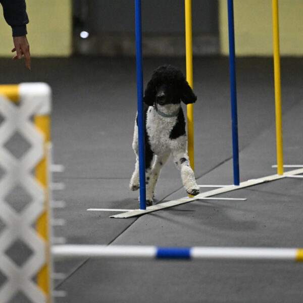 Jessie-DeBroux-10579