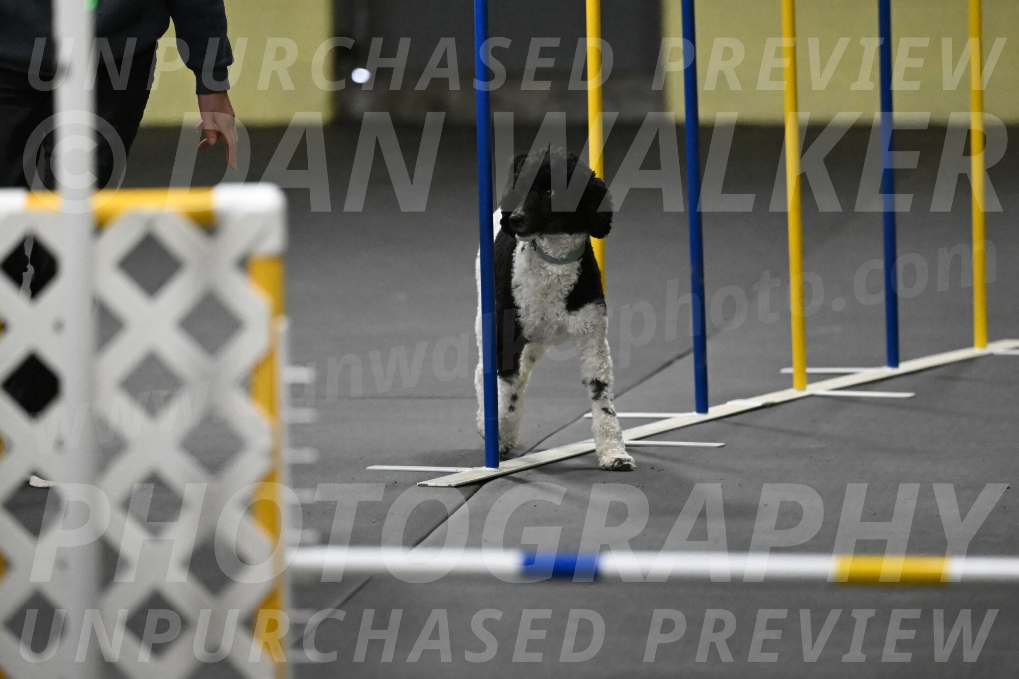 Jessie-DeBroux-10580