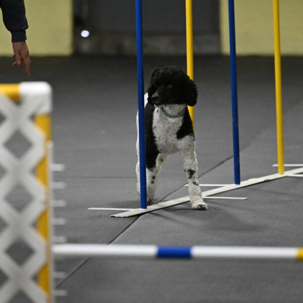 Jessie-DeBroux-10580