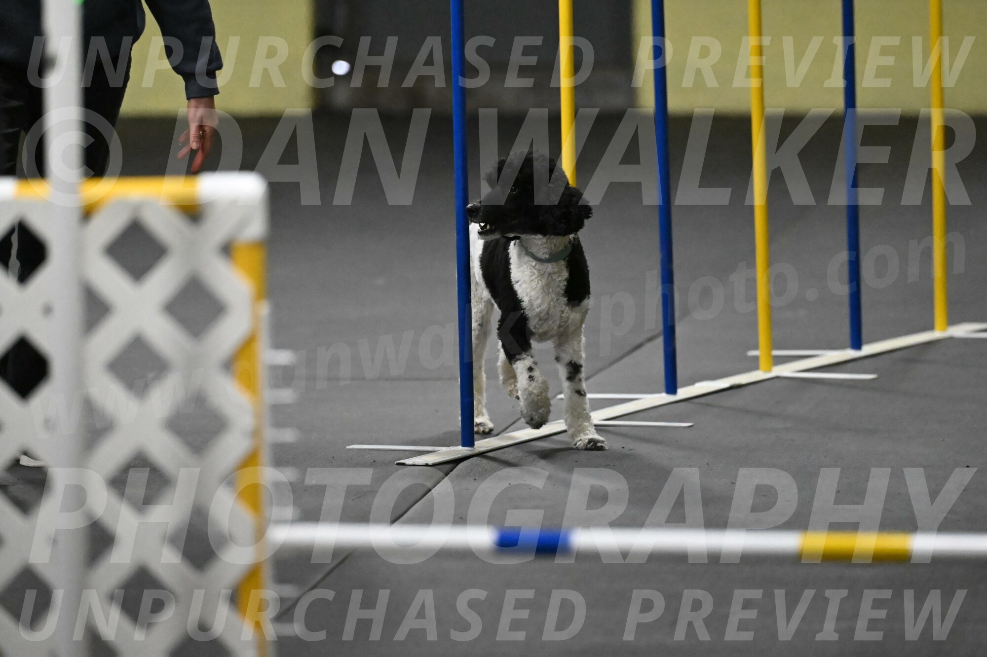 Jessie-DeBroux-10581