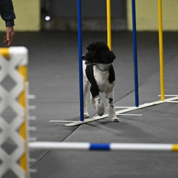 Jessie-DeBroux-10581