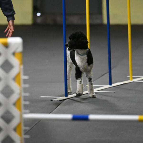 Jessie-DeBroux-10582