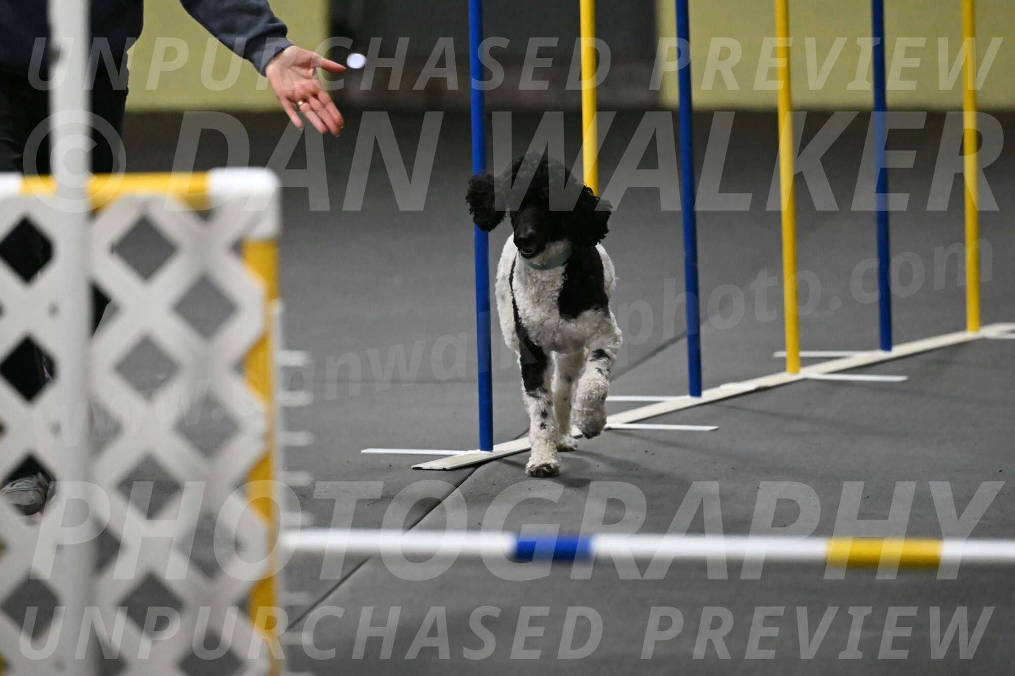 Jessie-DeBroux-10584