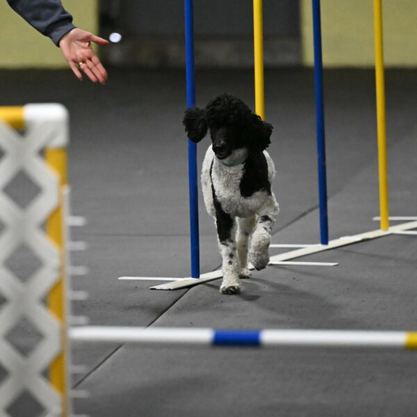 Jessie-DeBroux-10584