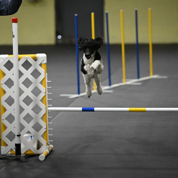 Jessie-DeBroux-10585