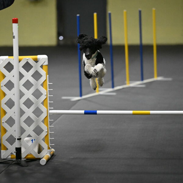 Jessie-DeBroux-10586