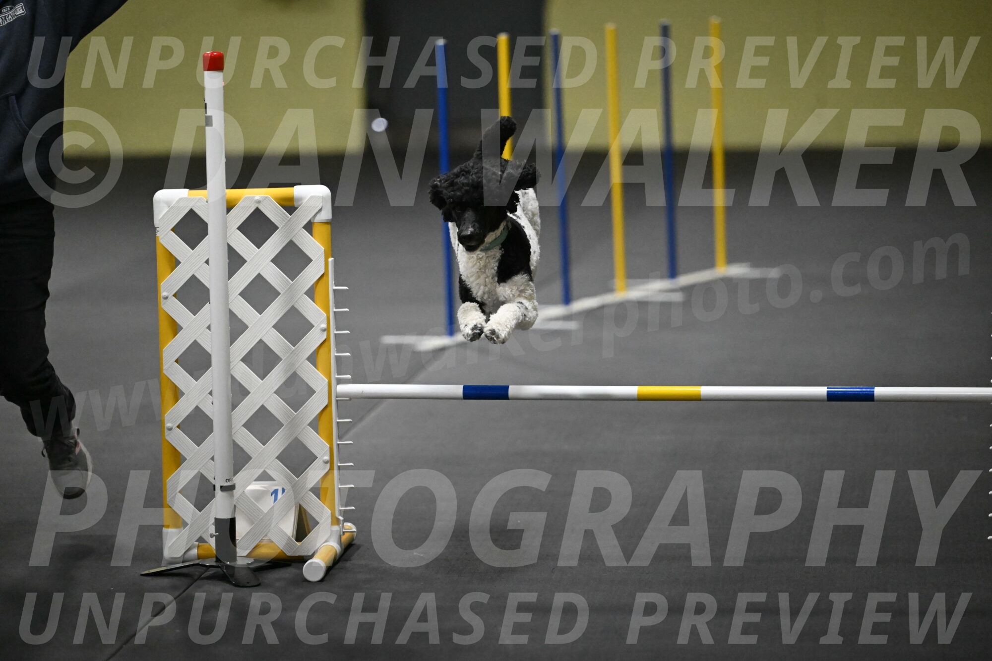 Jessie-DeBroux-10588