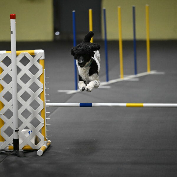 Jessie-DeBroux-10588