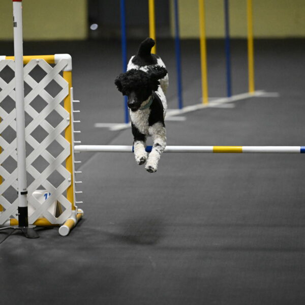 Jessie-DeBroux-10589