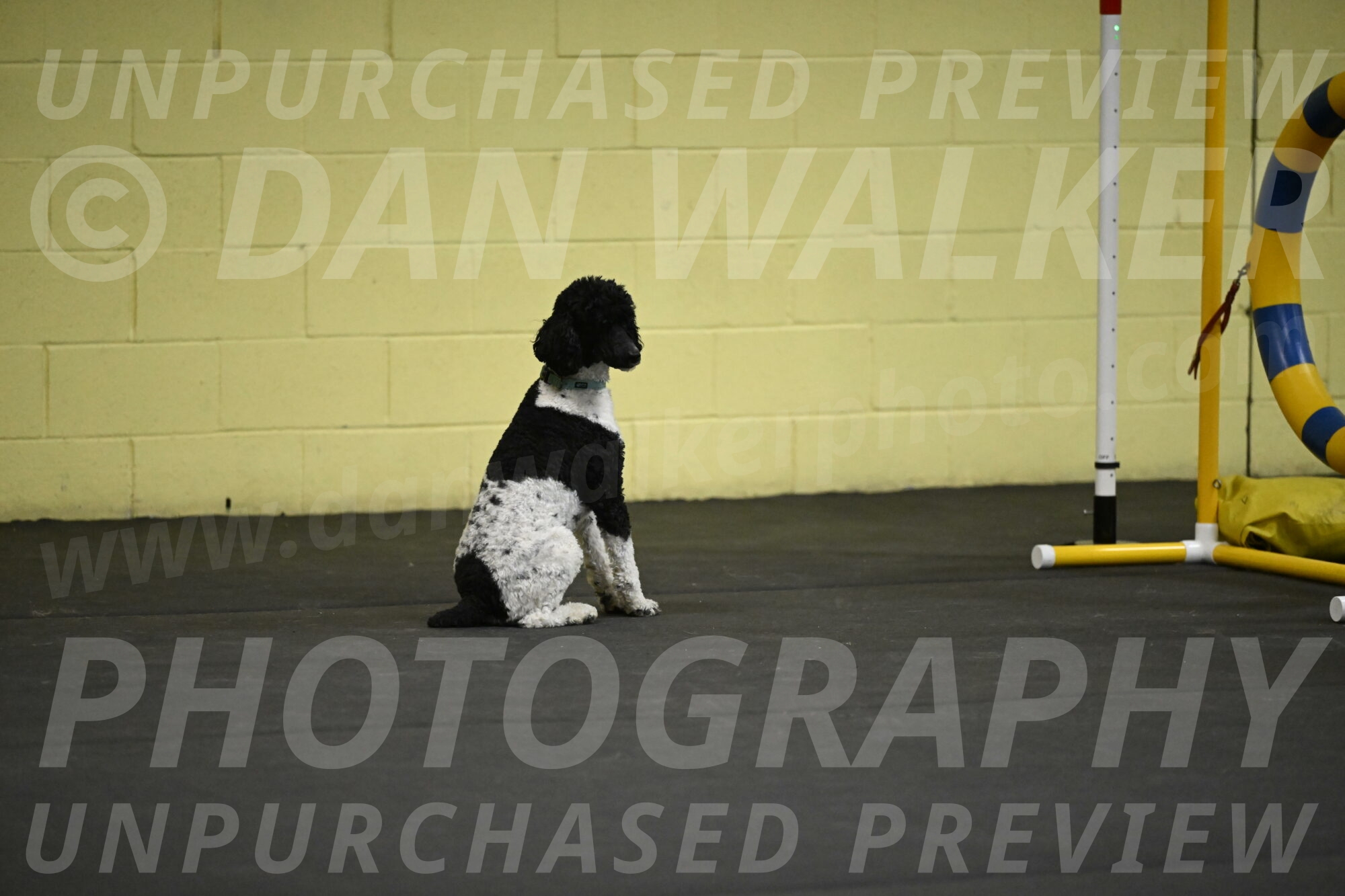 Jessie-DeBroux-10590