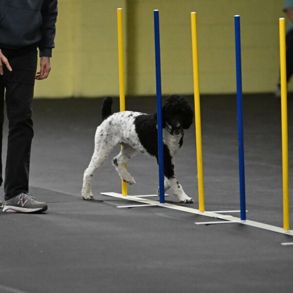 Jessie-DeBroux-10596