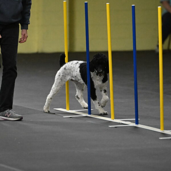 Jessie-DeBroux-10597