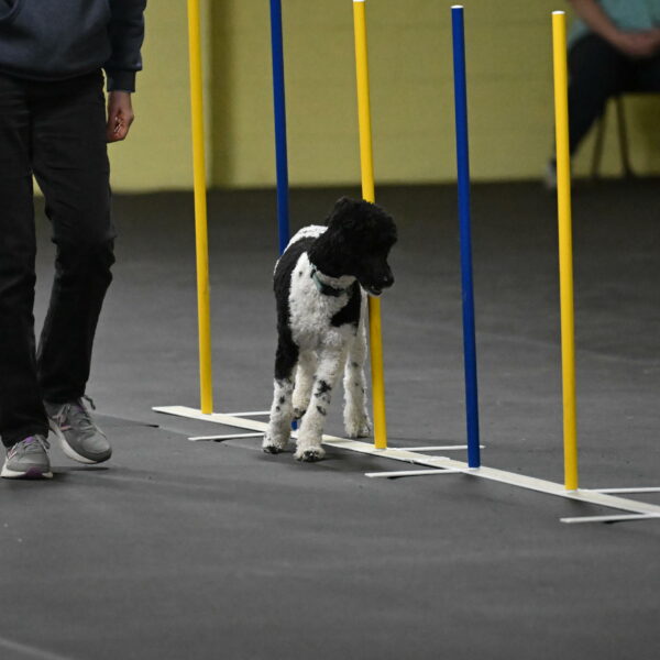 Jessie-DeBroux-10602