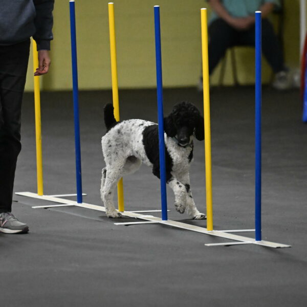 Jessie-DeBroux-10606