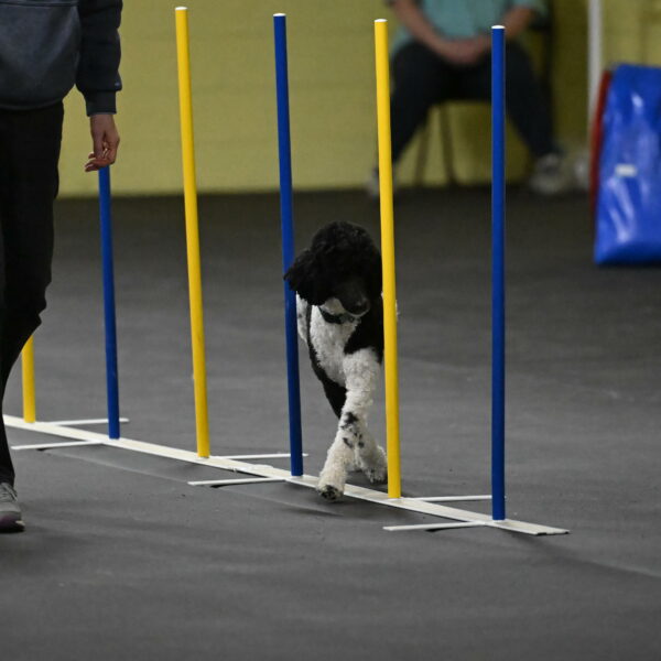 Jessie-DeBroux-10609