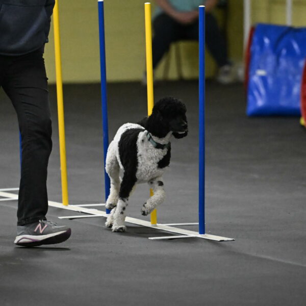 Jessie-DeBroux-10613