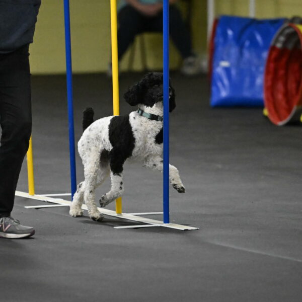 Jessie-DeBroux-10614