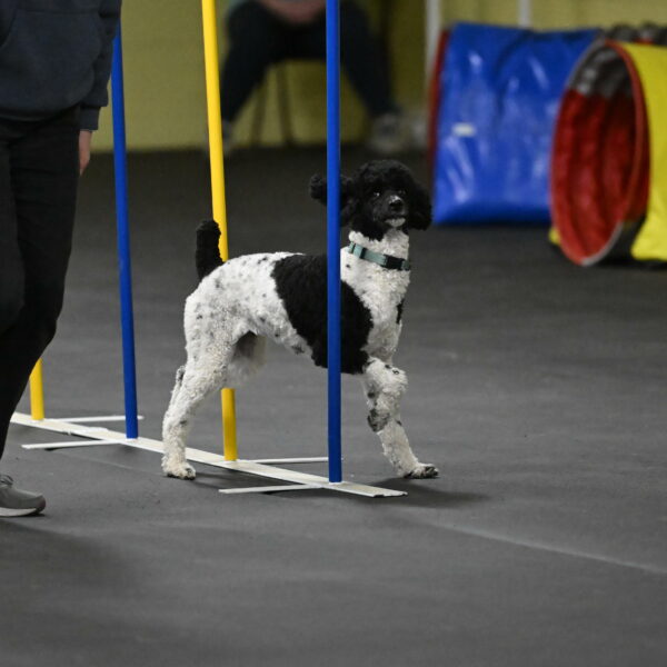 Jessie-DeBroux-10615