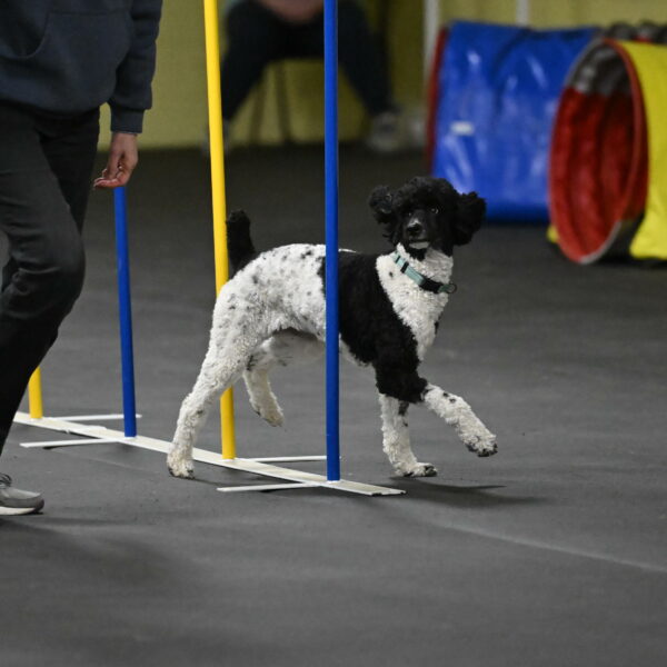 Jessie-DeBroux-10616