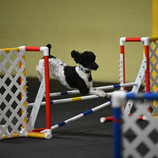 Jessie-DeBroux-10617