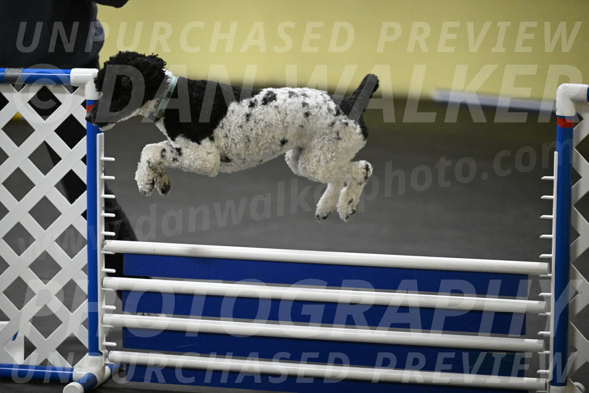 Jessie-DeBroux-10619