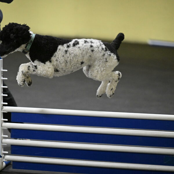 Jessie-DeBroux-10619