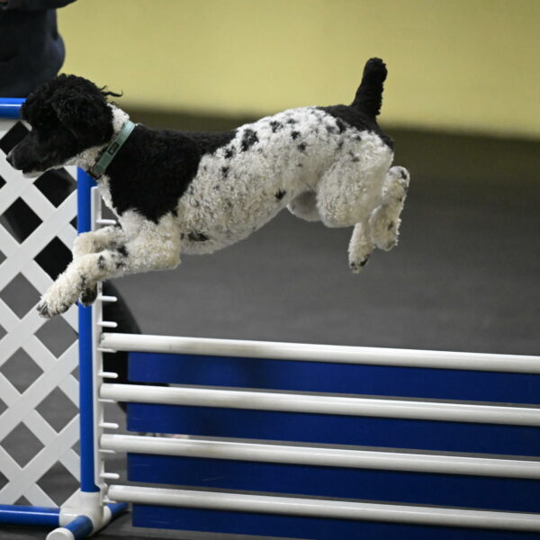 Jessie-DeBroux-10620