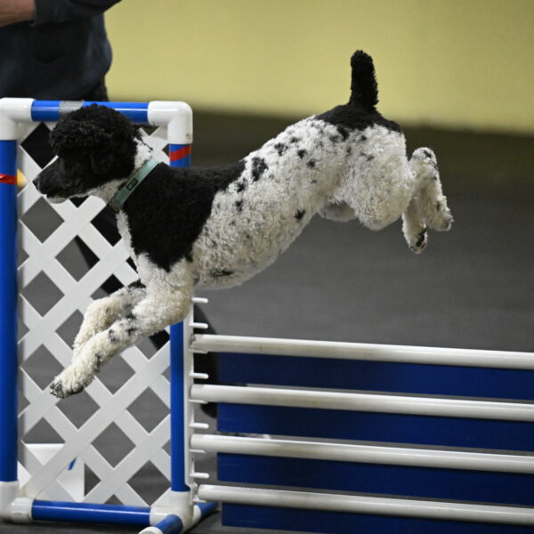 Jessie-DeBroux-10621