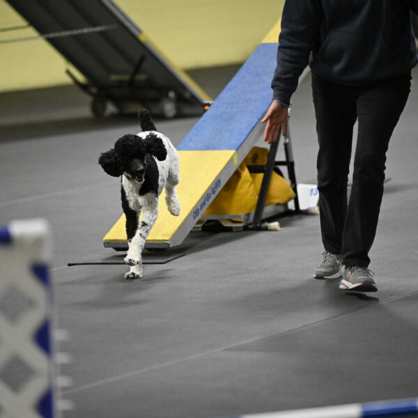 Jessie-DeBroux-10637