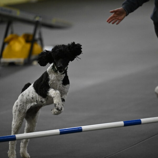 Jessie-DeBroux-10642