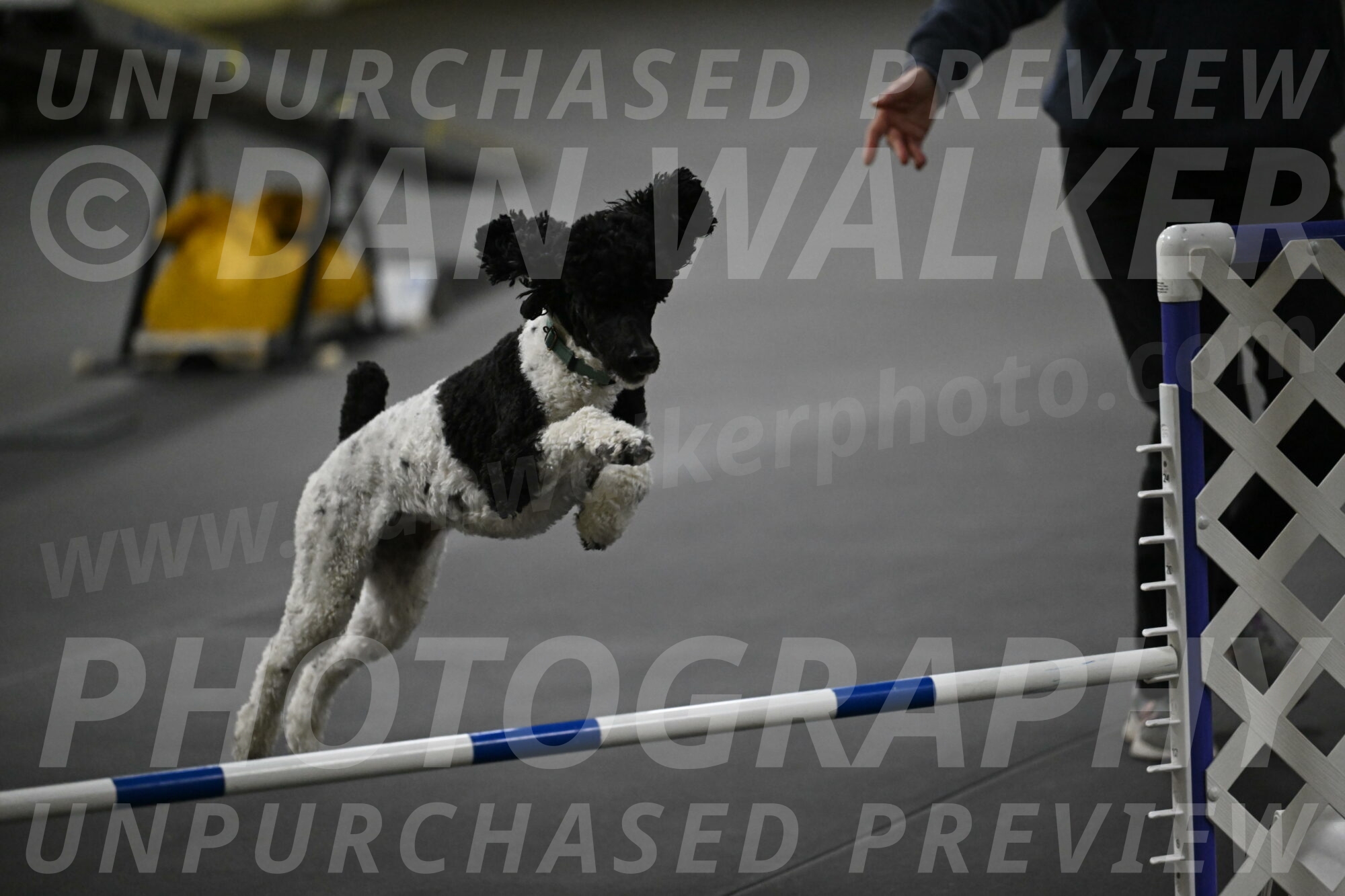 Jessie-DeBroux-10643