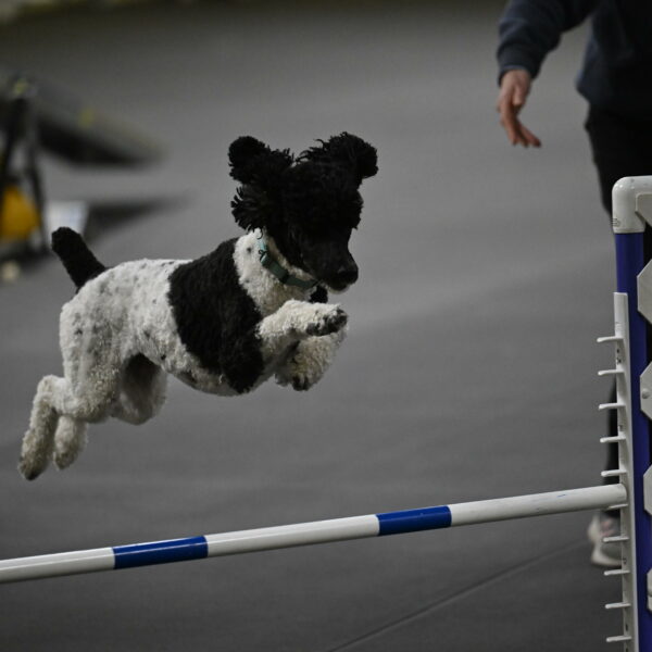 Jessie-DeBroux-10644